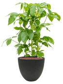 Pot rough couple noire