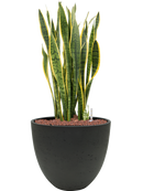 Pot rough couple noire