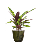 Pot palermo couple verte