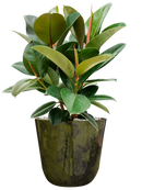 Pot palermo couple verte