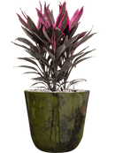 Pot palermo couple verte