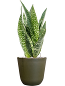 Pot palermo couple verte