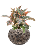 Pot luxe lite globe bronze