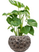 Pot luxe lite globe bronze