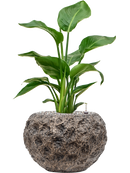 Pot luxe lite globe bronze