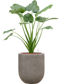 Pot nucast® couple grise