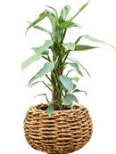 Philodendron Silver Queen en Drypot Abaca