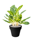 Aglaonema 'Key Lime' en Green Basics Terre
