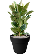 Ficus elastica 'Robusta' en Green Basics Terre