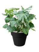 Monstera deliciosa en Green Basics Terre (Vulkastrat)