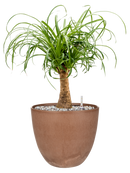 Beaucarnea recurvata in Artstone