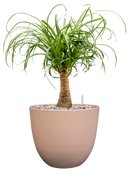 Beaucarnea recurvata in Artstone