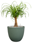 Beaucarnea recurvata in Artstone