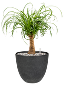 Beaucarnea recurvata in Artstone