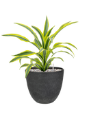 Dracaena fragrans 'Lemon Lime' in Artstone
