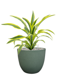 Dracaena fragrans 'Lemon Lime' in Artstone