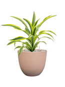 Dracaena fragrans 'Lemon Lime' in Artstone