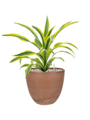 Dracaena fragrans 'Lemon Lime' in Artstone