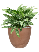 Aglaonema 'Maria' in Artstone