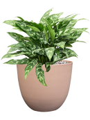 Aglaonema 'Maria' in Artstone