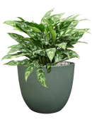 Aglaonema 'Maria' in Artstone