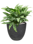Aglaonema 'Maria' in Artstone