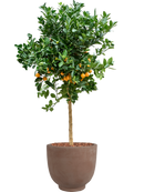 Citrus Calamondin en Terra Cotta Kevin Terre extérieur avec L'écorce