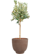 Acca sellowiana dans Terra Cotta Kevin