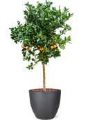 Citrus Calamondin en Plain Terre extérieur avec L'écorce