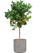 Citrus Calamondin en Antwerp Terre extérieur avec L'écorce