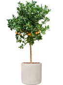 Citrus Calamondin en Antwerp Terre extérieur avec L'écorce