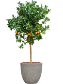 Citrus Calamondin en Antwerp Terre extérieur avec L'écorce