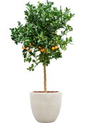 Citrus Calamondin en Antwerp Terre extérieur avec L'écorce, pot 38/37cm