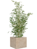 Phyllostachys bissetii in Coast Mountains