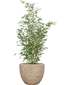 Phyllostachys bissetii et Coast Mountains