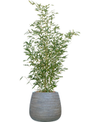 Phyllostachys bissetii  Dolomites