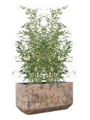 Phyllostachys bissetii in Baq Atlas