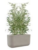 Phyllostachys bissetii et Baq Seren