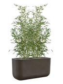 Phyllostachys bissetii et Baq Seren