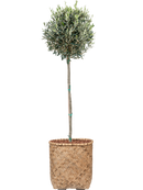Olivier en Bohemian Terre extérieur avec L'écorce, pot 30/27cm