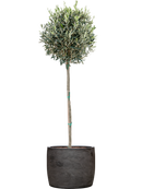 Olivier avec Baq Algar Terre extérieur avec L'écorce, pot 30/27cm