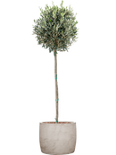 Olivier avec Baq Algar Terre extérieur avec L'écorce, pot 30/27cm