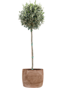 Olivier avec Baq Algar Terre extérieur avec L'écorce, pot 30/27cm