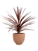 Cordyline australis 'Red Star' en Terra Cotta Kevin Terre extérieur, pot 24/22cm
