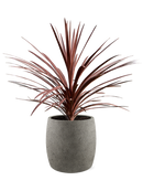 Cordyline australis 'Red Star' en Grigio Terre extérieur, pot 24/22cm