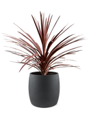 Cordyline australis 'Red Star' en Grigio Terre extérieur, pot 24/22cm