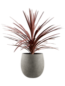 Cordyline australis 'Red Star' en Grigio Terre extérieur, pot 24/22cm