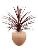 Cordyline australis 'Red Star' en Terra Moderna Terre extérieur, pot 24/22cm