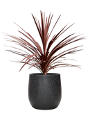 Cordyline australis 'Red Star' en Baq Raindrop Terre extérieur, pot 24/22cm