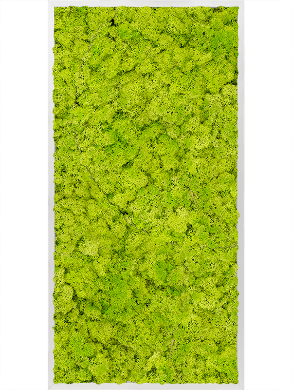 Tableau Aluminium 100% Lichen (Vert printemps)